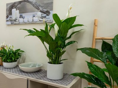 La exquisita y elegante planta de interior que es de fácil cuidado y que atrae la paz a tu hogar