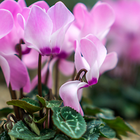 2 plantas que son perfectas para el invierno y resisten hasta la primavera con las más hermosas flores