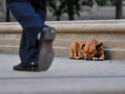 Buscan reducir la cantidad de perros callejeros en Cipolletti