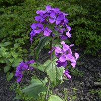 La planta pequeña que tenés que sembrar en primavera si querés llenar tu casa de hermosas flores