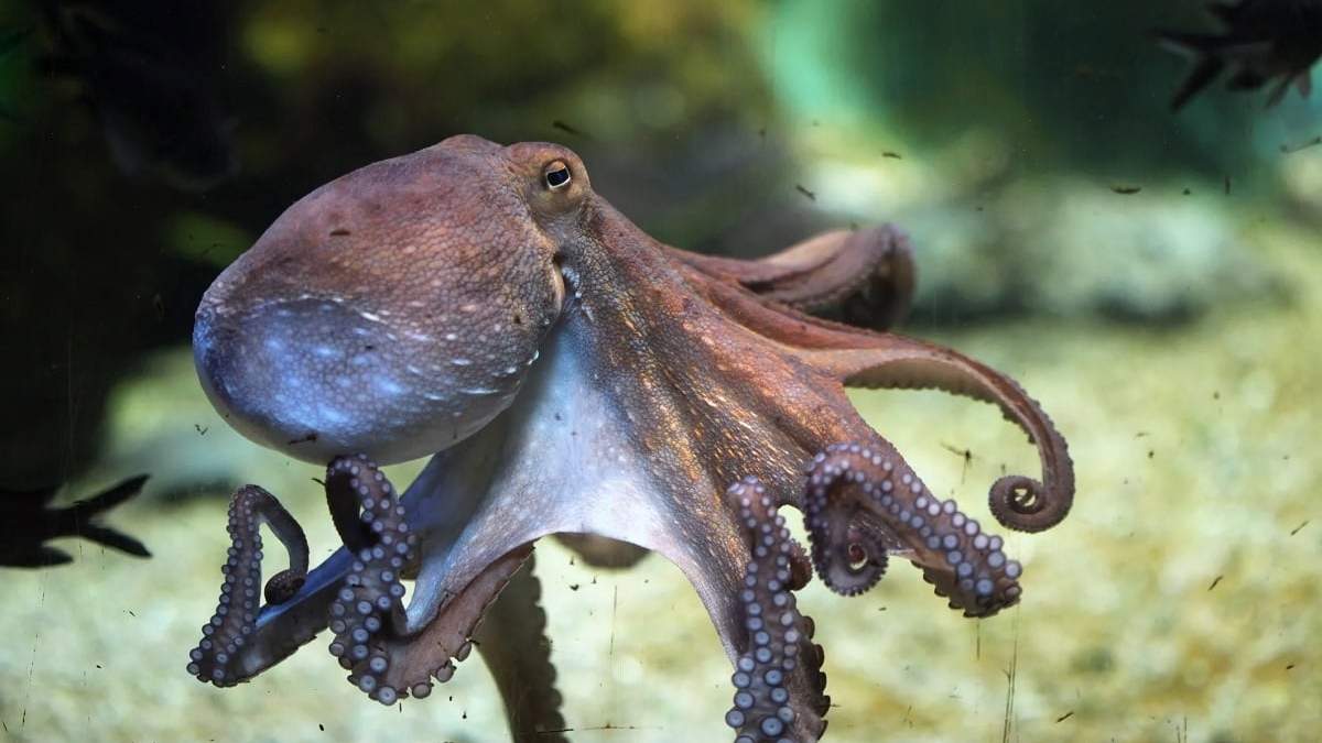 Pulpo. Fuente: (Twitter)