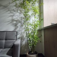 Bambú: la planta que trae suerte, bienestar y queda perfecta en cualquier rincón de tu hogar