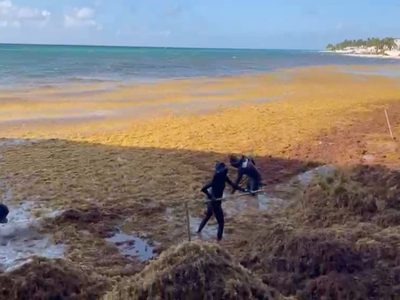 Barrera de la Marina no puede contener el intenso arribo de sargazo en Playa del Carmen