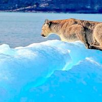 Momento de revuelo en Santa Cruz: un puma fue captado sobre un iceberg a la deriva