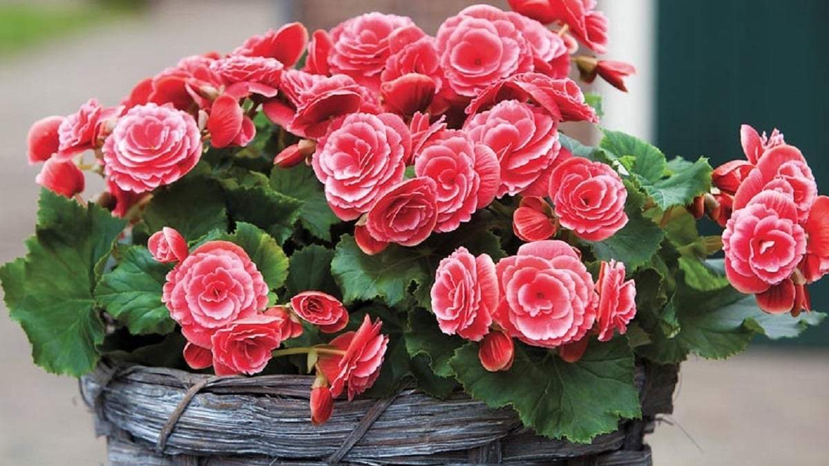 Plantas. Fuente: (Instagram)