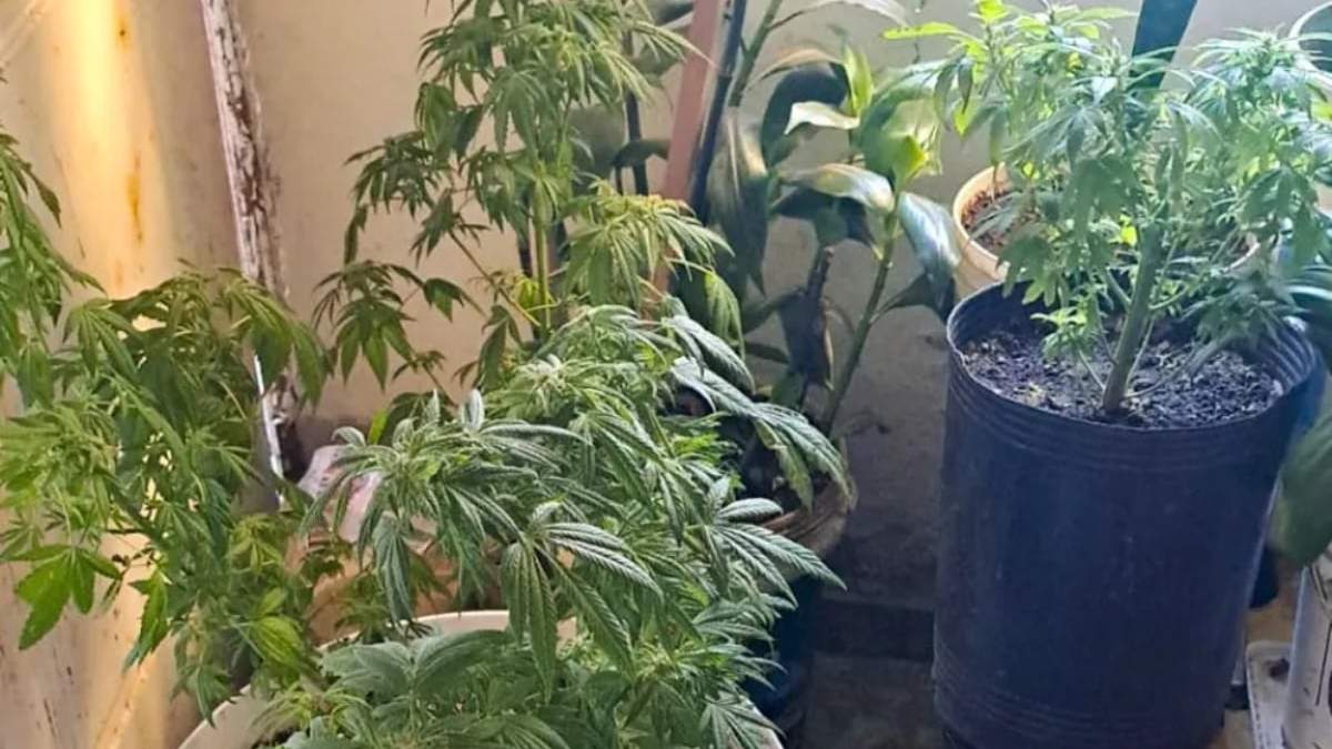 Plantas de cannabis secuestradas en un allanamiento en Zapala. Fuente: (Neuquén Informa)