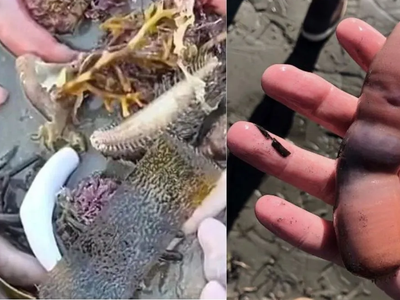Pez pene: aparecieron miles de ejemplares en las costas de Chubut