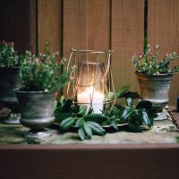 Rituales: 5 plantas que tenés que tener en tu hogar para activar el Feng Shui y la buena vibra