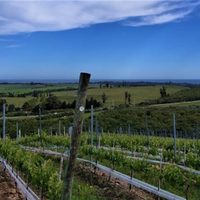 Albariño, la cepa que llegó de España y logró fama en Uruguay