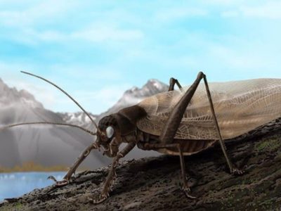 Científicos recrean el canto de un insecto visto por última vez hace 150 años