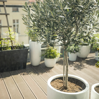 El árbol que florece antes de la primavera y llena tu mesa de sabor en verano: mirá cómo cuidarlo