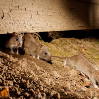 Hantavirus: recomendaciones para prevenir contagios