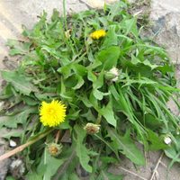 Las plantas que crecen como maleza en tu jardín y que tienen una utilidad que seguro no conocías