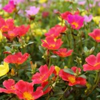 La planta que explota de flores con los colores más llamativos: es perfecta para cuando llegue la primavera