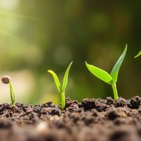 El alimento que siempre tenés a mano y que hará que tus plantas crezcan en tiempo récord