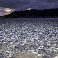 Aparecen miles de sardinas muertas en Japón