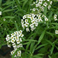 La planta que resiste todas las temperaturas y la gran mayoría busca por su potente aroma a miel