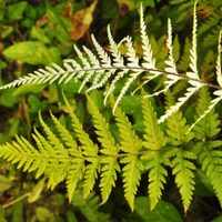La planta que es un tesoro para cubrir paredes en tu jardín, porque crece bastante y es fácil de cuidar