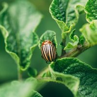 Con tres ingredientes, alejá a cualquier insecto que se está comiendo tus plantas