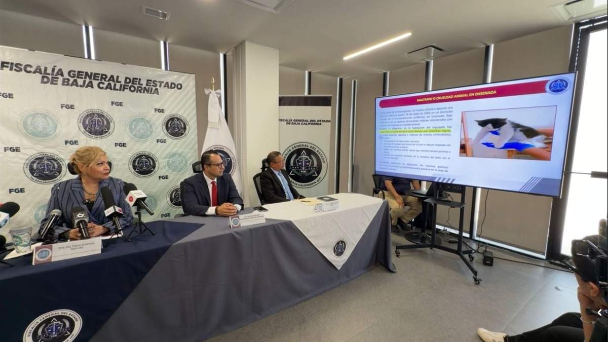 En el domicilio cateado se localizó una gatita color blanco con negro, que fue rescatada, informó la Fiscalía