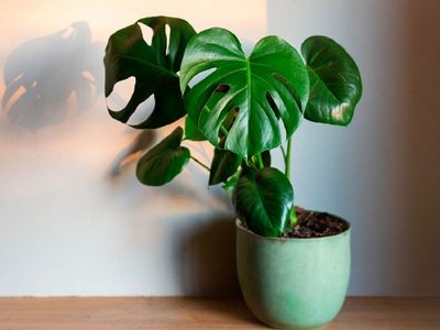 A prueba de todo: las plantas más fáciles de cuidar que todo principiante debe tener en casa