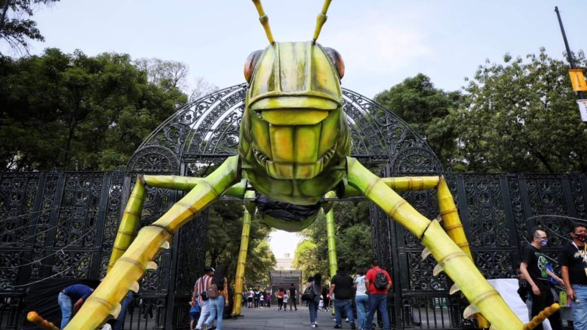 Insecta, en el Bosque de Chapultepec