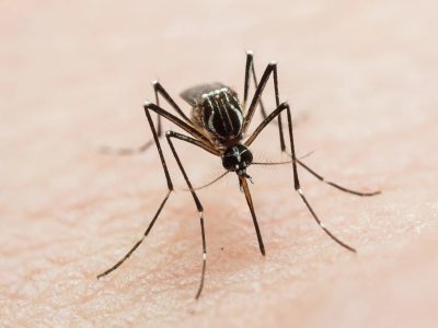 Brote de dengue: el país registra 180 mil casos y aún no alcanza el pico