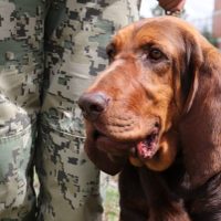 Max, el elemento canino de la Marina que encontró a Caro Quintero entre matorrales (Video)