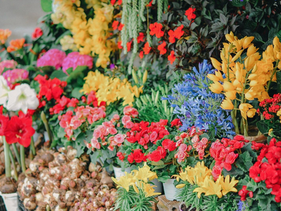 Si tus plantas no florecen, prepará este fertilizante "mágico" y casero, sin gastar fortuna en ingredientes