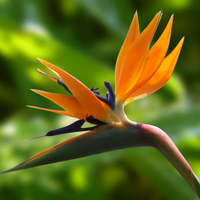 La exótica planta que le dará color a tu jardín y atrae muchísimos colibríes