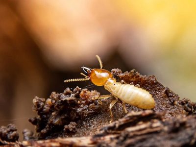 Curiosidades sobre las termitas: el insecto pariente de las cucarachas que pone en riesgo tu hogar por esta razón