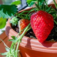 El truco para cultivar frutos rojos en maceta y tener tu propia cosecha en pocos meses