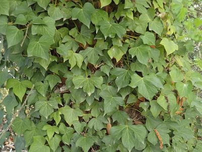 No la tengas en tu jardín: la planta que parece inofensiva, pero atrae plagas y daña las paredes de casa