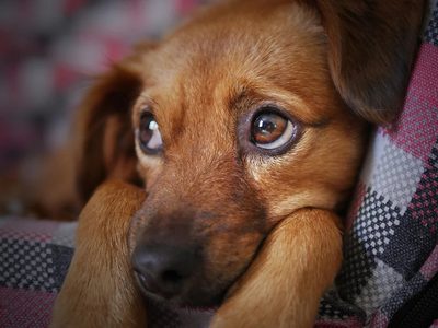¿Cómo cuidar tus animales en las fiestas? Consejos del veterinario móvil