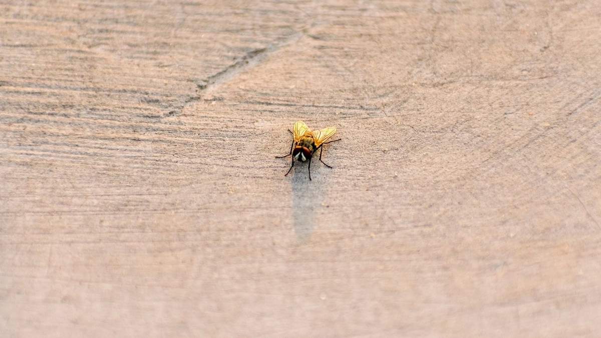 Moscas y mosquitos. Fuente: (Twitter)