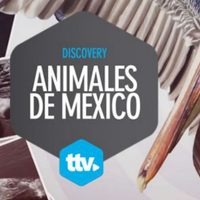 Invitan a observar la exposición fotográfica 'Animales de México”