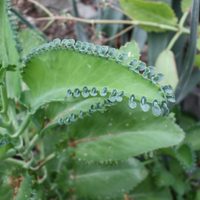 Plantas: los secretos de la abuela para cuidar tu suculenta Kalanchoe y que esté rozagante