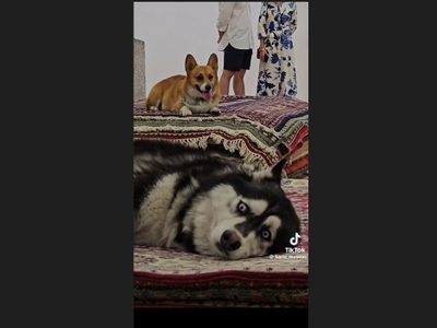 Gobierno de CDMX interviene en el caso del performance con perros en el Museo Tamayo