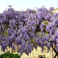 El secreto para reproducir por esquejes tu planta de Glicina y que dé flores mucho más rápido