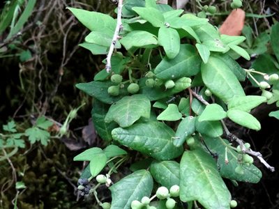 La curiosa planta que imita a otras a su alrededor y que podrías tener en tu jardín sin darte cuenta