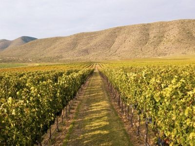 Festejos por el Día del Cabernet Sauvignon