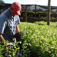 Por el aumento en el consumo de yerba mate, se implementarán regulaciones a la producción
