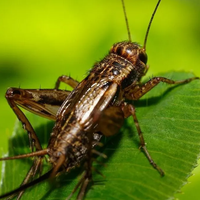 Sin químicos: el mejor truco para eliminar los insectos que dañan tus plantas después de las lluvias