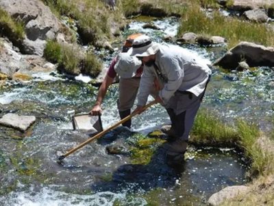 Hallaron una nueva especie de crustáceo de agua dulce en las Termas del Domuyo