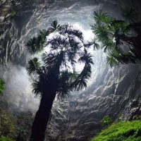 Hallaron en China un antiguo bosque subterráneo: podría haber especies jamás registradas