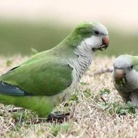 Datos peculiares de las cotorras que muy pocos conocen