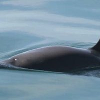 Sancionan a México por no proteger a la vaquita marina