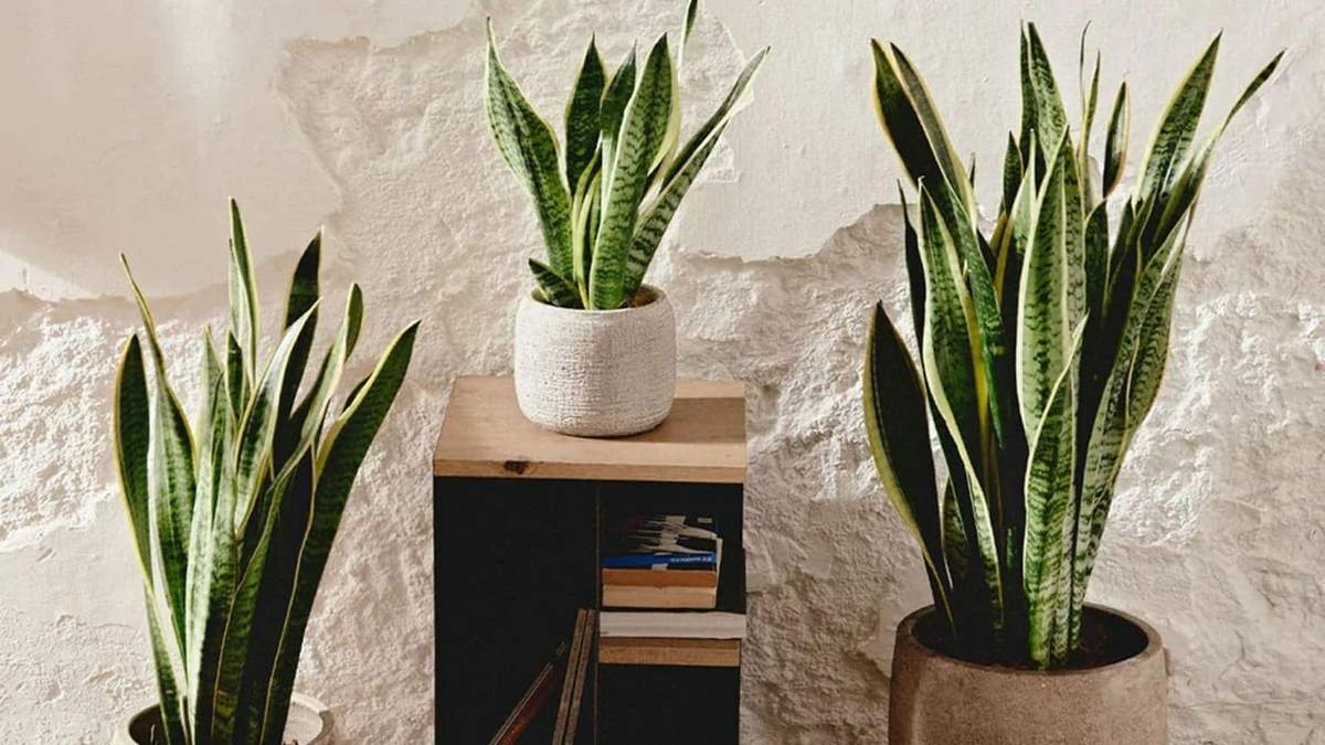Plantas. Fuente: (Instagram)