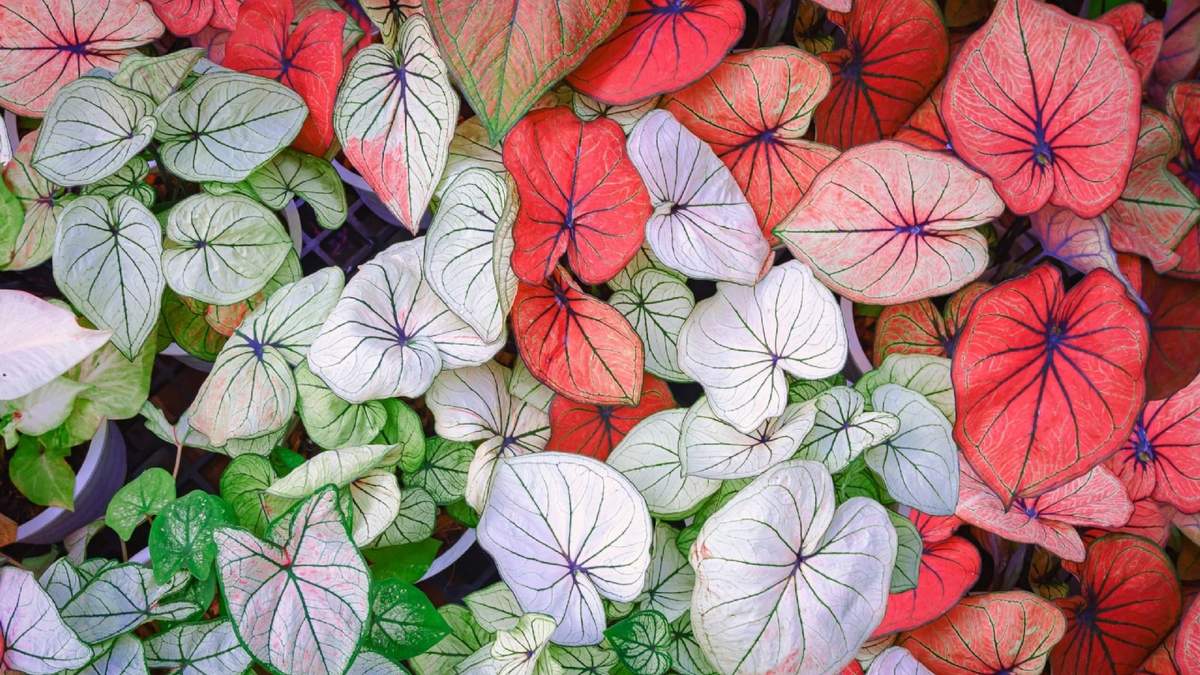 Planta. Fuente: (Instagram)