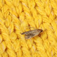 El truco natural y casero para deshacerte de las polillas en tu casa